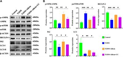 The protective roles of allicin on type 1 diabetes mellitus through AMPK/mTOR mediated autophagy pathway